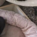 GCCF registered cute british shorthair and long hair kittens