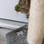 GCCF registered beautiful british shorthair kitten