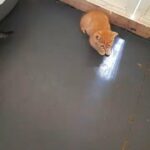 Scottish fold kittens