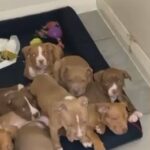 1 female American bullys looking for their forever home