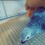 African Grey Baby 12 Weeks Old Tamed Delivery Cites Certified