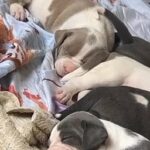Amazing litter ABKC® American bully XL puppies 😍🥰