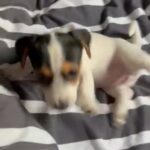 little Jack Russell girl looking for her forever loving home
