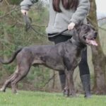 Health Tested Cane Corso Stud