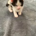 6 beautiful kittens available