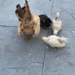 serama chicken