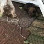 Miniature Yorkshire terrier puppies