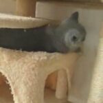 British Shorthair Kitten's For Sale