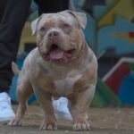 MICRO/POCKET BULLY STUD SERIOUS BLOOD