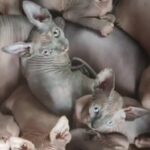 Sphynx baby boy