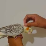 Hand Rared Beautiful Cockatiels for Sale