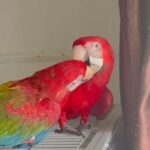 Hand Rared Harlequin Macaws Baby