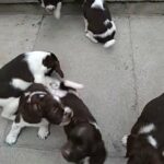 English Springer Spaniel, 8 Top quality,KC registered,DNA tested puppies.