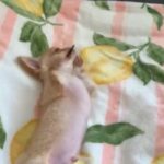 Amazing Boy & Girl Chihuahua Puppies For Adoption