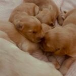gorgeous golden retriever puppies