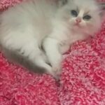 beautiful ragdoll kittens3 available