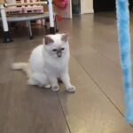 Pure Ragdoll with full vaccination and microchipped