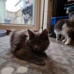 Maine Coon Ragdoll Mix ready now
