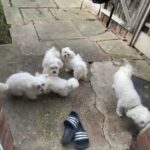 bichon for sale