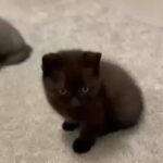 black British longhair female and shorthair boy