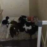 baby sprocker spaniel