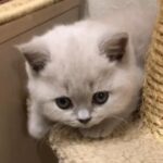 British shorthair kittens available