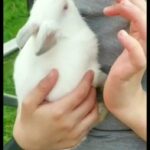 beautiful friendly Netherland dwarf bunny