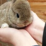 Netherland dwarf bunny for sale