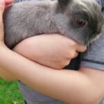 Netherland dwarf rabbit for sale