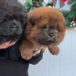 Chow Chow pups