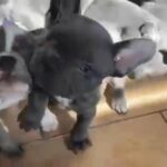 french bulldog puppies two males left