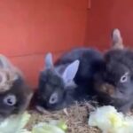 Gorgeous Lionhead Bunnies