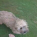 Havanese 5 month puppy for sale