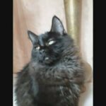 maine coon x kitten