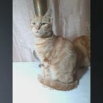 maine coon x kittens