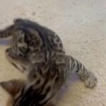 Bengal kittens