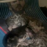 silver bengals kittens