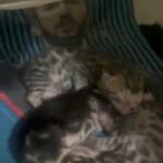Bengal