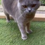 British shorthair female