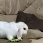 cute Rabbits