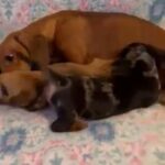 Miniature Dachshund Puppies Ready to go soon