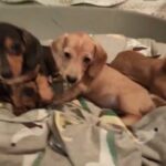 miniature smooth haired dacshund puppies