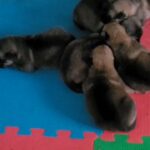 mixed breed puppies