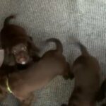 [SOLD] chocolate cocker spaniel puppies