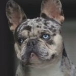 french bulldog stud!!