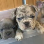 lovely French bulldog pups !!!