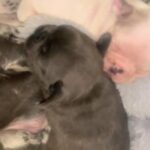 2 french bulldogs left!!