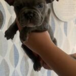 blue male french bulldog