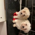 bichon mini toy