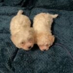 bichon mini toy